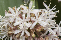 Dracaena fragrans