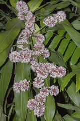 Dracaena fragrans