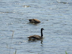 Branta canadensis