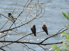 Stelgidopteryx serripennis