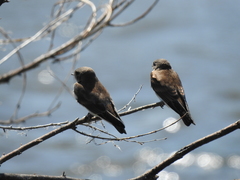 Stelgidopteryx serripennis