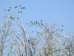 Stelgidopteryx serripennis