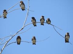 Stelgidopteryx serripennis
