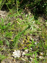Petrosedum sediforme