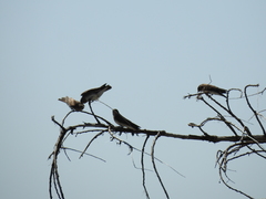 Stelgidopteryx serripennis