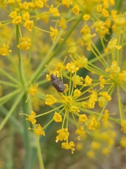 Mycterus curculioides
