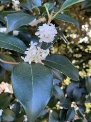 Osmanthus