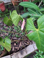Anthurium andraeanum