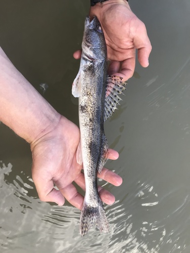 iNaturalist observation 2021-06-09