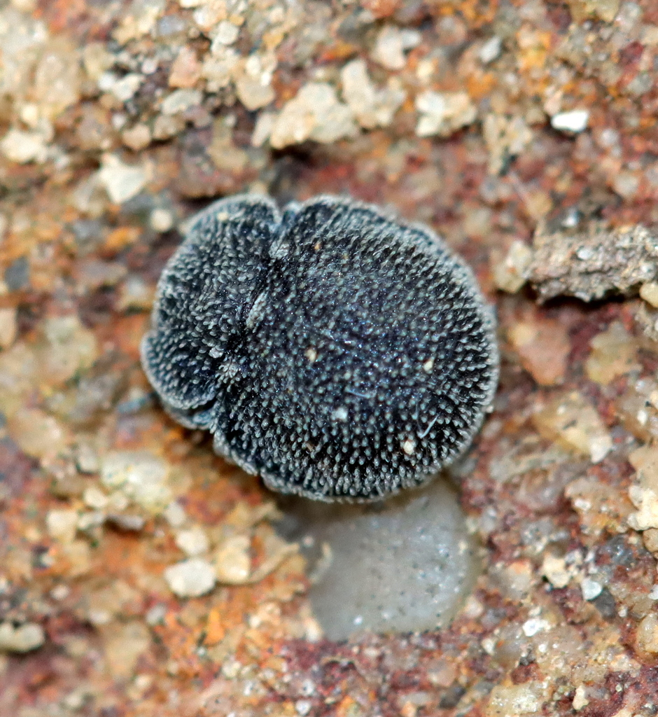Discolomatidae
