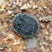 Discolomatidae - Photo (c) Cecile Roux, some rights reserved (CC BY-NC), uploaded by Cecile Roux