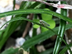 Cicadellidae