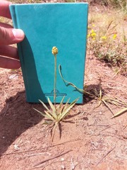 Ranunculus gramineus