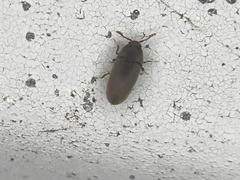Trixagus chevrolati