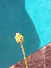 Ranunculus gramineus