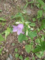 Campanula trachelium