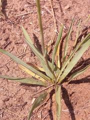 Ranunculus gramineus
