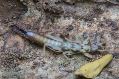 Pygidicranidae