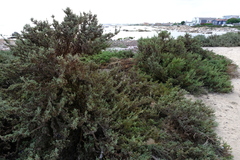 Caroxylon nollothense