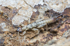 Pygidicranidae