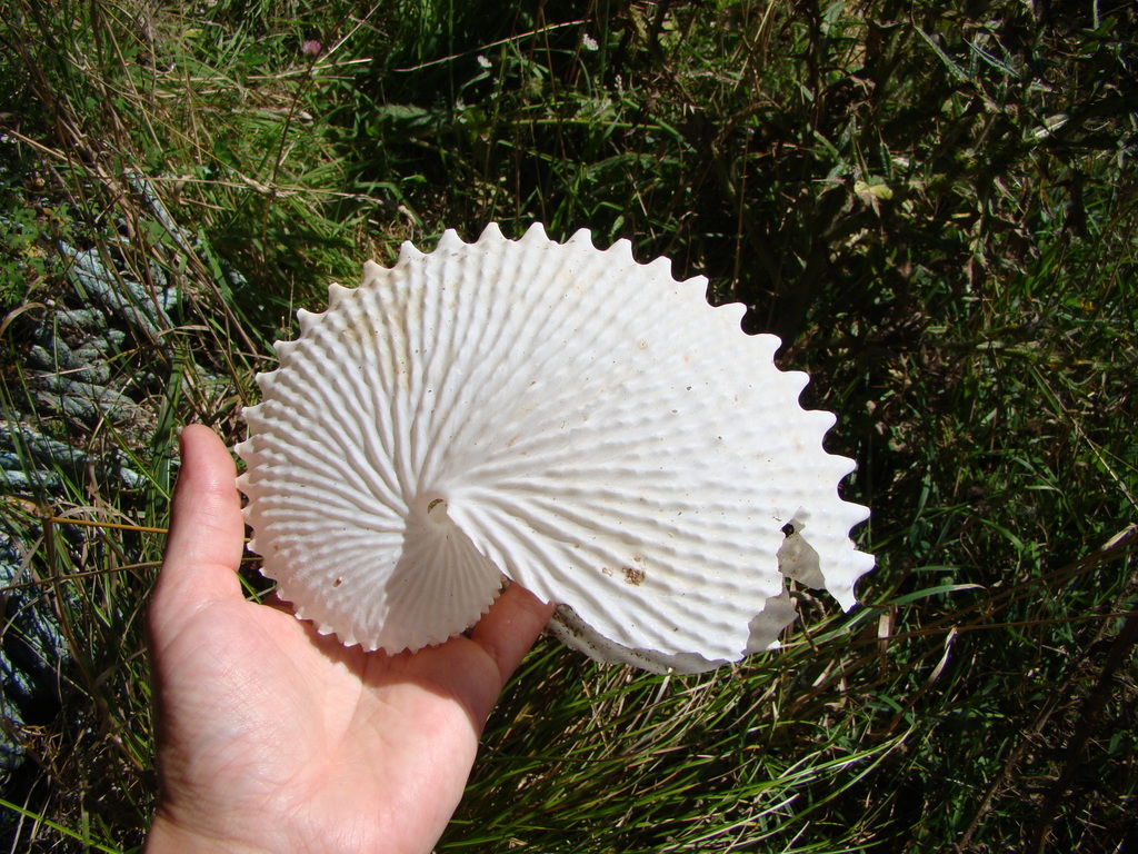 knobby argonaut