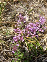 Thymus dolomiticus