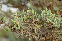 Caroxylon nollothense