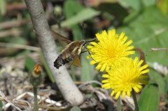Hemaris aethra
