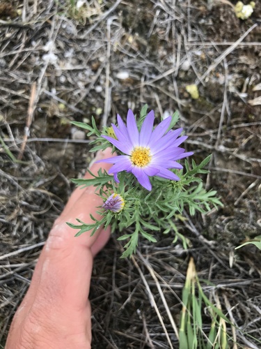tanseyleaf tansyaster (Machaeranthera tanacetifolia)