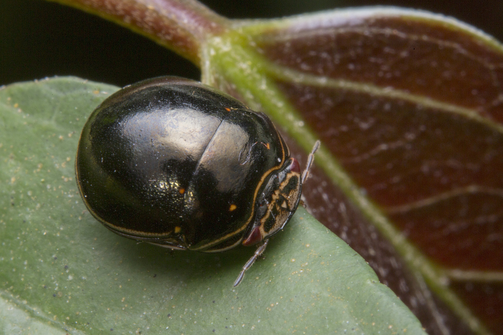Plataspinae