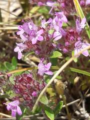Thymus dolomiticus