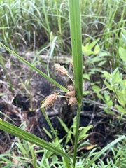 Bolboschoenus robustus