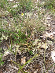 Trinia glauca