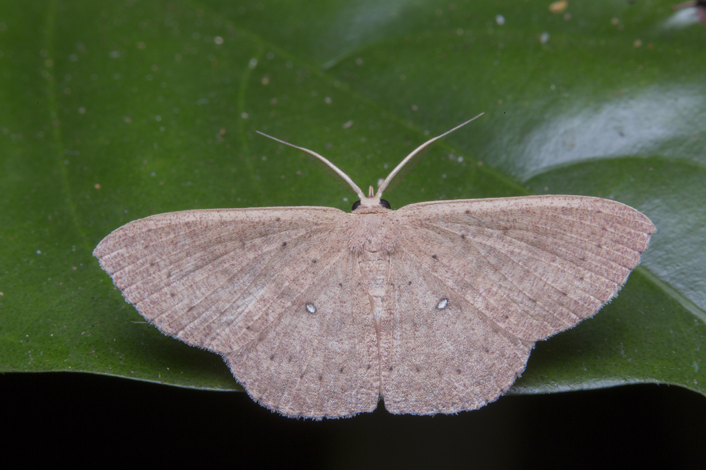 Perixera argentosa