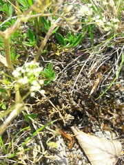 Trinia glauca