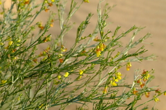 Calobota halenbergensis