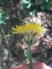 Crepis albida