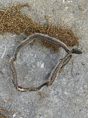 Thamnophis elegans vagrans