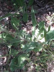 Crepis albida