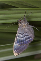 Anisoneura