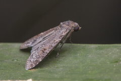 Stictopterinae