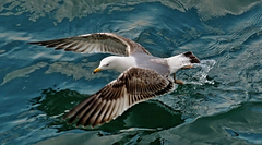 Larus michahellis