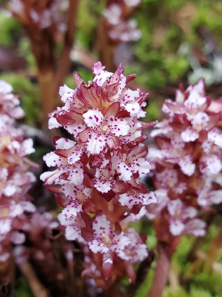 Corallorhiza maculata