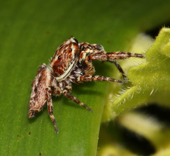 Paraphilaeus daemeli