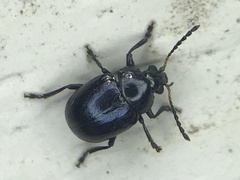 Brachypnoea lecontei