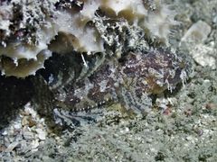 Batrachomoeus trispinosus