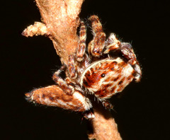 Paraphilaeus daemeli