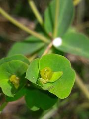 Euphorbia duvalii