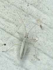 Trigonotylus pulcher