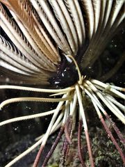 Ophiomaza